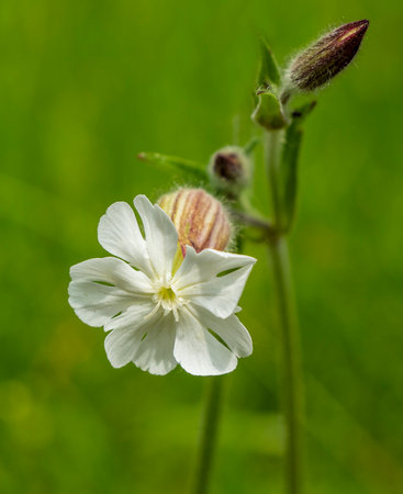 Silene latifoli flowers are closed during the day and open only at dusk, exuding an unusual aroma. Used as a mild sleeping pill.の写真素材