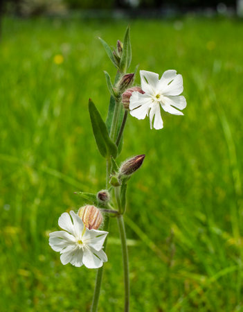 Silene latifoli flowers are closed during the day and open only at dusk, exuding an unusual aroma.の写真素材