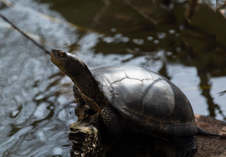 Swamp turtle - are predators. They prefer food of animal origin: insects, crustaceans, molluscs, tadpoles, frogs, fish.の写真素材