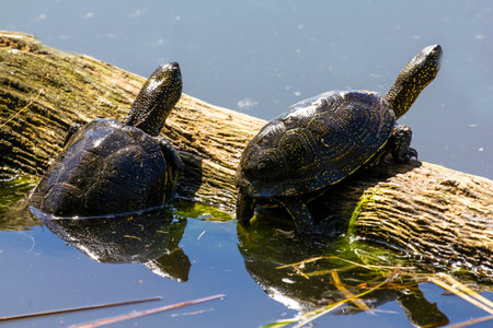 Swamp turtle - are predators. They prefer food of animal origin: insects, crustaceans, molluscs, tadpoles, frogs, fish.の写真素材