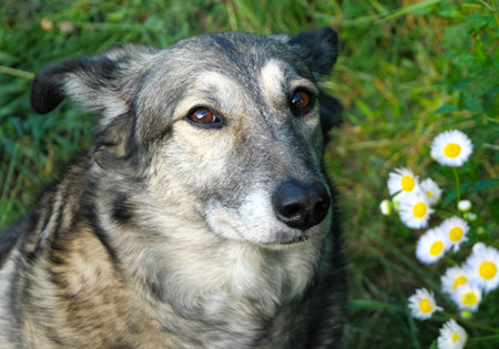 It is clear that she enjoys communicating with the person (the photographer).の写真素材