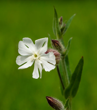 Silene latifoli flowers are closed during the day and open only at dusk, exuding an unusual aroma. Used as a mild sleeping pill.の写真素材