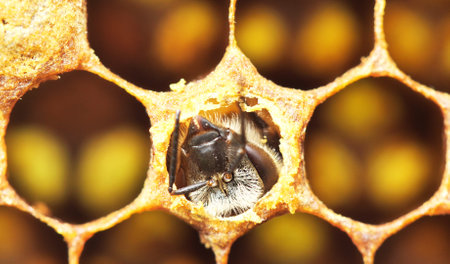 Bee exits its cocoon.の写真素材