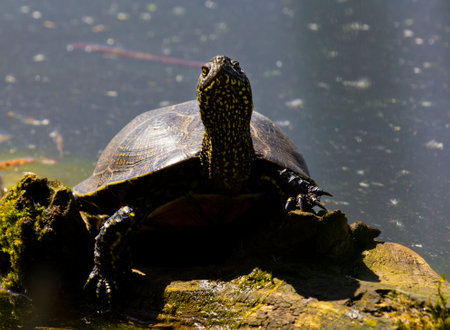 Swamp turtle - are predators. They prefer food of animal origin: insects, crustaceans, molluscs, tadpoles, frogs, fish.の写真素材