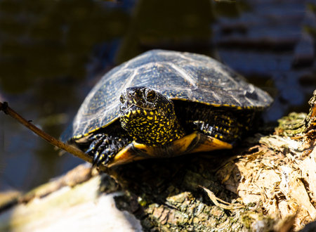 Swamp turtle - are predators. They prefer food of animal origin: insects, crustaceans, molluscs, tadpoles, frogs, fish.の写真素材