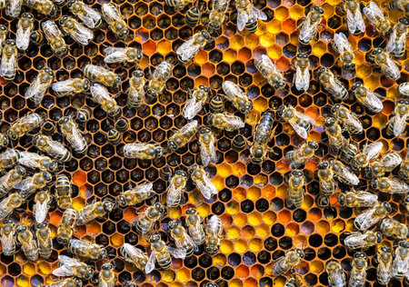 Queen bee the mistress of the colony of bees.の写真素材