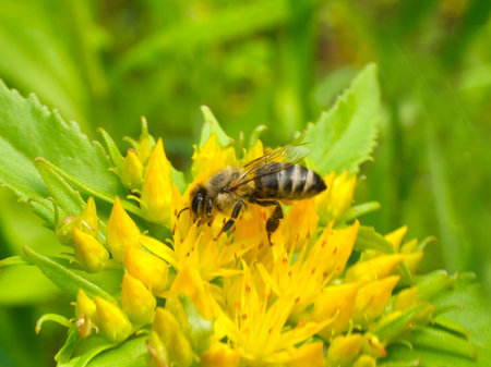 Rhodiola rosea in the form of tea is used to relieve fatigue, overwork, to increase performance and endurance. Pollen plant and honey plant.の写真素材