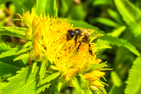 Rhodiola rosea in the form of tea is used to relieve fatigue, overwork, to increase performance and endurance. Pollen plant and honey plant.の写真素材