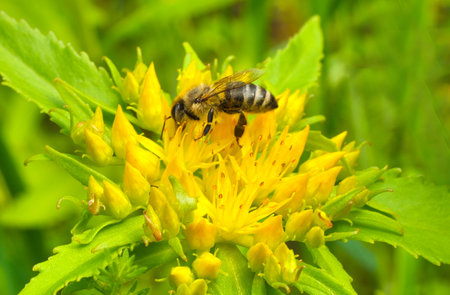 Rhodiola rosea in the form of tea is used to relieve fatigue, overwork, to increase performance and endurance. Pollen plant and honey plant.の写真素材