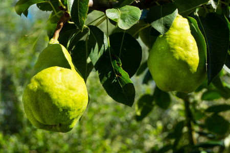 Pears are a healthy food product. They are not picked from the tree yet.の写真素材