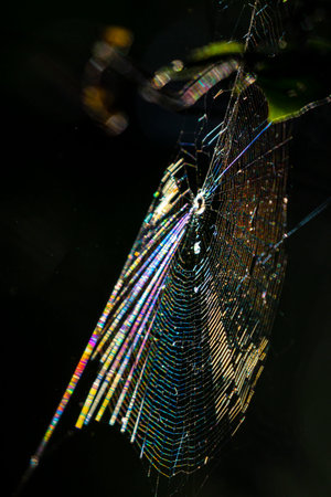 Observes diffraction and interference of light. The colors of the spectrum of sunlight are visible.の写真素材