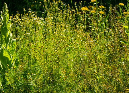 This is a medicinal plant.の写真素材