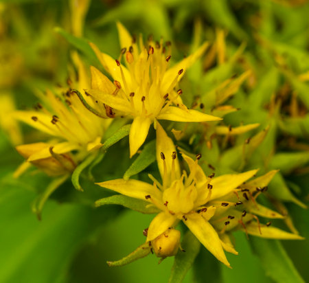 Rhodiola rosea is used to relieve fatigue, overwork, to increase efficiency and endurance.の写真素材