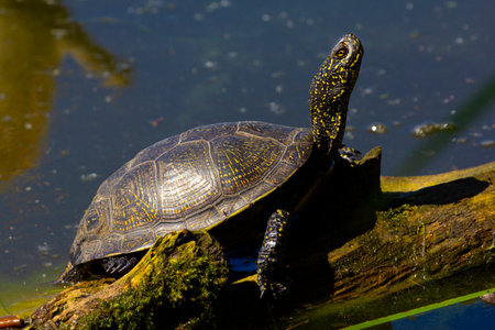 Swamp turtles prefer food of animal origin: insects, crustaceans, molluscs, tadpoles, frogs, fish.の写真素材