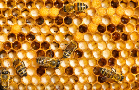 They can be seen through bee milk. The bees look after them. They feed them and, if necessary, warm or cool them.の写真素材