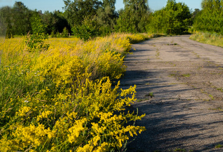 Grows in light deciduous forests, meadows, forest clearings, forest edges, clearings, along the edges of fields, along roads.の写真素材