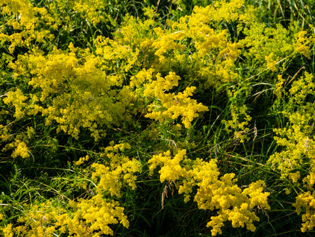 Medicinal plant. It has antiseptic, tonic, choleretic, anti-inflammatory, analgesic, diuretic, antispasmodic effects. Grows in light deciduous forests, meadows, forest clearings, forest edges, clearings, along the edges of fields, along roads.の写真素材
