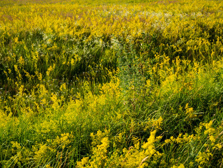 It has antiseptic, tonic, choleretic, anti-inflammatory, analgesic, diuretic, antispasmodic effects. Grows in light deciduous forests, meadows, forest clearings, forest edges, clearings, along the edges of fields, along roads.の写真素材