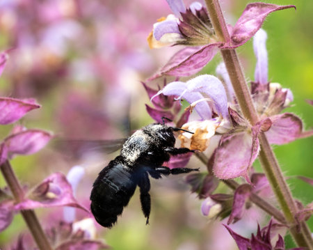 This is a species of solitary bees of the Apidae family. A large solitary insect, one of the species of the Palearctic subgenus Xylocopa of the genus Xylocopa.の写真素材