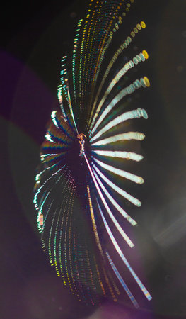 Observes diffraction and interference of light. The colors of the spectrum of sunlight are visible.の写真素材