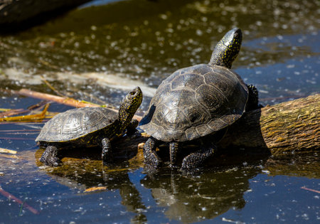 Swamp turtle - are predators. They prefer food of animal origin: insects, crustaceans, molluscs, tadpoles, frogs, fish.の写真素材