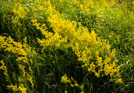 Medicinal plant. It has antiseptic, tonic, choleretic, anti-inflammatory, analgesic, diuretic, antispasmodic effects.の写真素材