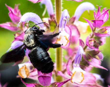Purple carpenter bee or purple carpenter bumblebee. Xylocopa violacea.の写真素材