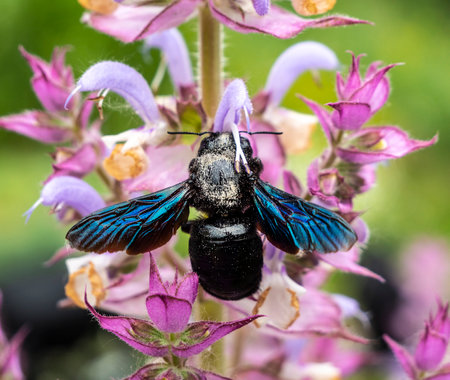 Purple carpenter bee or purple carpenter bumblebee. Xylocopa violacea.の写真素材