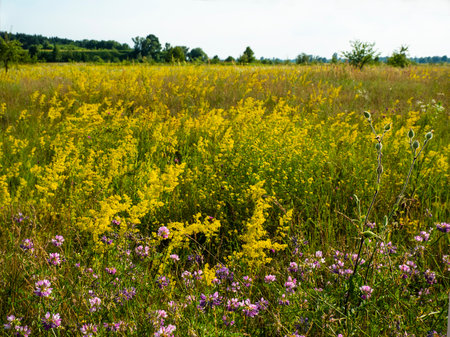 Medicinal plant. Grows in light deciduous forests, meadows, forest clearings, forest edges, clearings, along the edges of fields, along roads.の写真素材