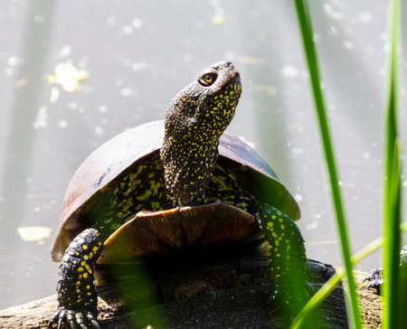 Swamp turtle - are predators. They prefer food of animal origin: insects, crustaceans, molluscs, tadpoles, frogs, fish.の写真素材