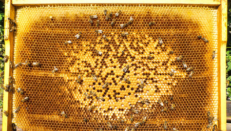 They can be seen through bee milk. The bees look after them. They feed them and, if necessary, warm or cool them.の写真素材