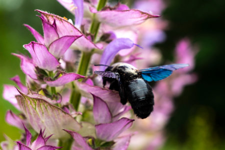 Purple carpenter bee or purple carpenter bumblebee. Xylocopa violacea.の写真素材