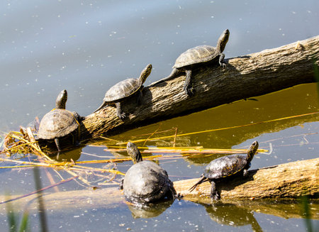 Swamp turtles prefer food of animal origin: insects, crustaceans, molluscs, tadpoles, frogs, fish.の写真素材