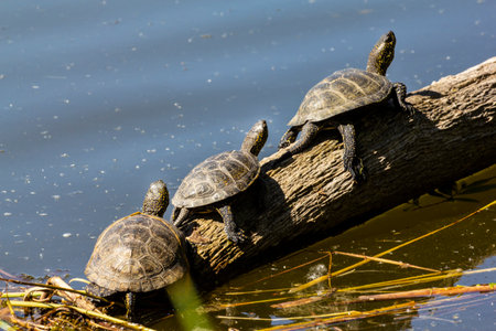 Swamp turtle - are predators. They prefer food of animal origin: insects, crustaceans, molluscs, tadpoles, frogs, fish.の写真素材