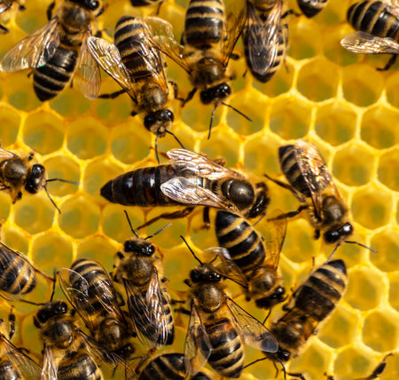 Queen bee in the colony of bees.の写真素材