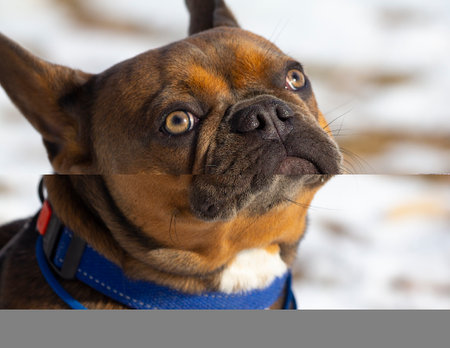 A decorative breed of small dog with strong short legs.の写真素材