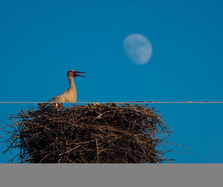 After sunset. The female stands in the nest waiting for the return of the chicks' father.の写真素材