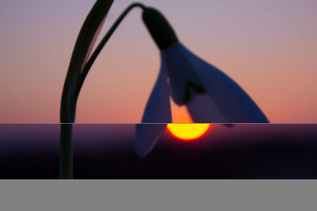 The outline of the snowdrop captured against the warm background of the sky enhances the perception of the approaching night.の写真素材