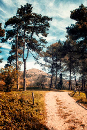 path among the pinesの写真素材