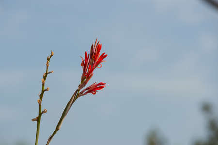 long red flowerの写真素材