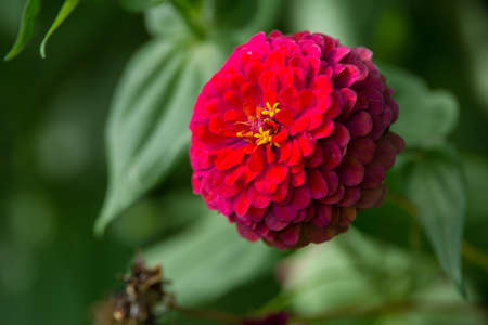 red zinniaの写真素材