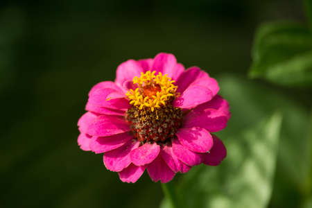 pink flower の写真素材