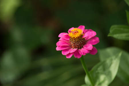 pink flower in the gardenの写真素材