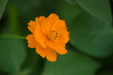 orange Cosmos sulphureusの写真素材