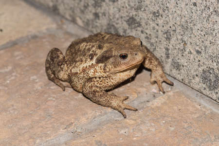 toad on the groundの写真素材