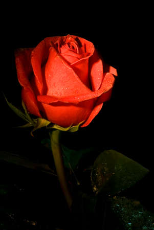 red roseの写真素材