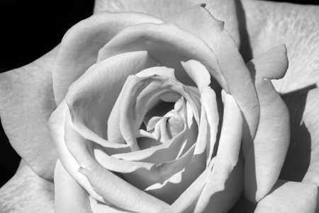 white roseの写真素材