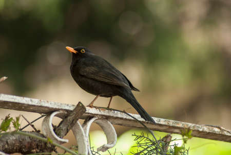 blackbirdの写真素材