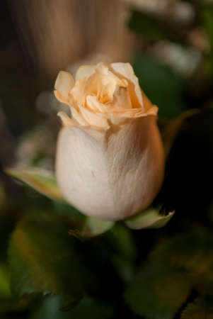 zooming roseの写真素材