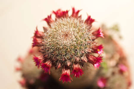 succulent with flowerの写真素材